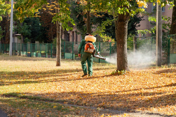 Best Termite Control Services  in Elon, NC